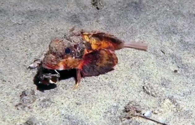 Asombra a la ciencia el descubrimiento de un pez con patas.