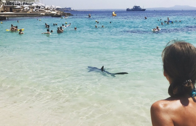 Un tiburón causó pánico en las playas de Mallorca, España.