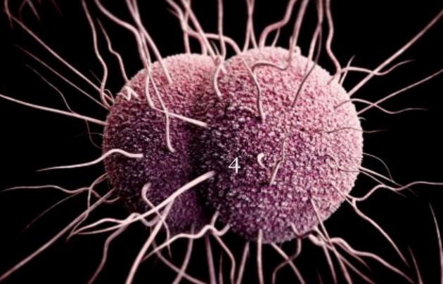 La OMS advirtió sobre el fortalecimiento de la gonorrea.