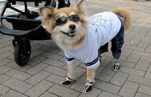 Sorprenden los perros vestidos como personas