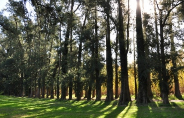 La forestación permite aprovechar áreas improductivas.