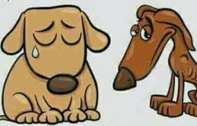 La convocatoria sobre una ley contra el maltrato animal es apócrifa.