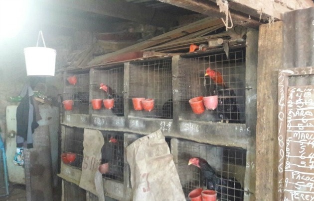 En estas condiciones se encontraban los gallos. 
