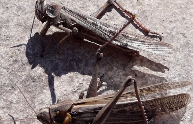 Invasión de langostas. (Foto: Twitter)