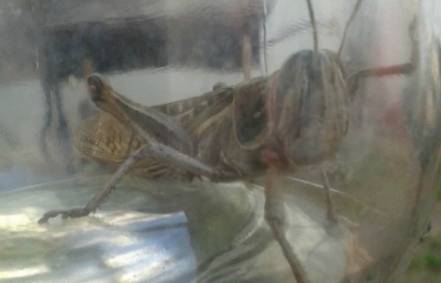 Invasión de langostas. (Foto: Twitter)