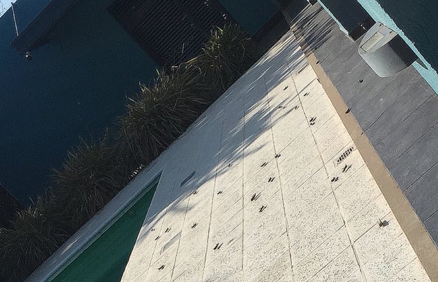 Invasión de langostas. (Foto: Twitter)