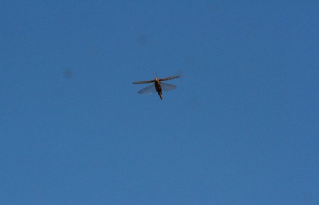 Revuelo en Córdoba por un ''ataque'' de langostas.