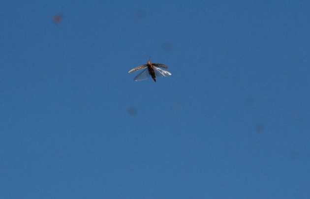 Revuelo en Córdoba por un ''ataque'' de langostas.