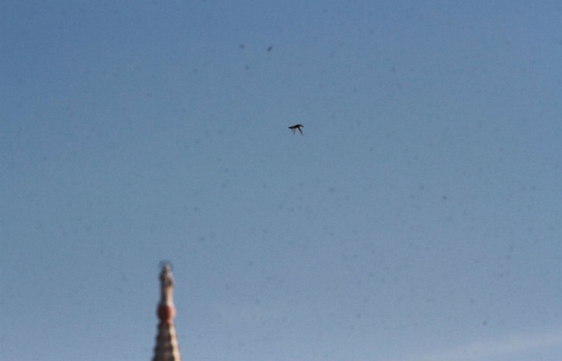 Revuelo en Córdoba por un ''ataque'' de langostas.