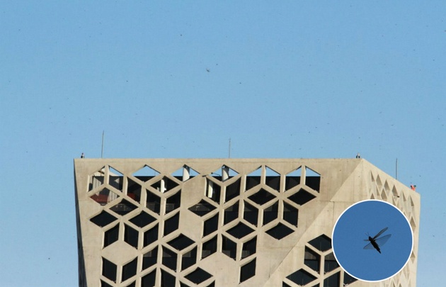 Revuelo en Córdoba por un ''ataque'' de langostas.