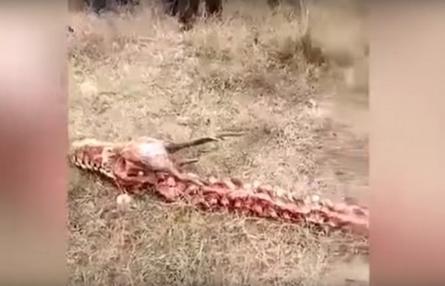 La estructura ósea tiene una larga serie de vértebras y dos pequeñas extremidades.