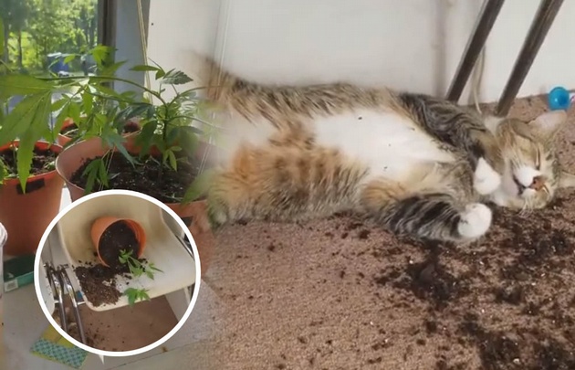 Así quedó un gato luego de comer las plantas de marihuana de su dueña