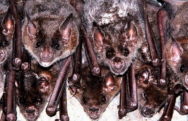 Invasión de murciélagos en tres escuelas salteñas.