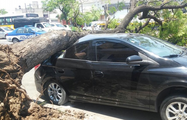 Cayó un árbol y aplastó dos autos en Córdoba.