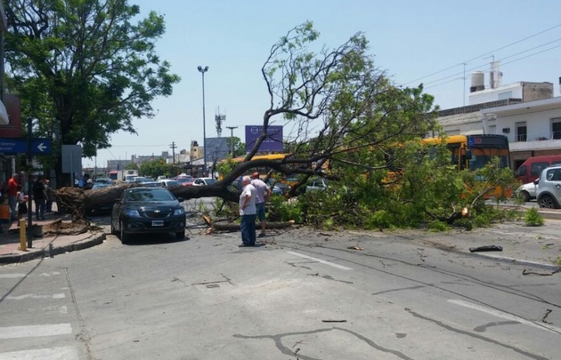 Cayó un árbol y aplastó a dos autos en avenida Sabattini.