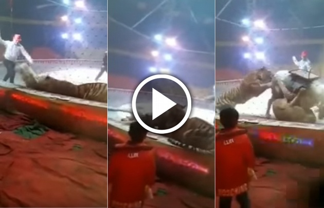 Un tigre y un león atacan a un caballo en un circo.