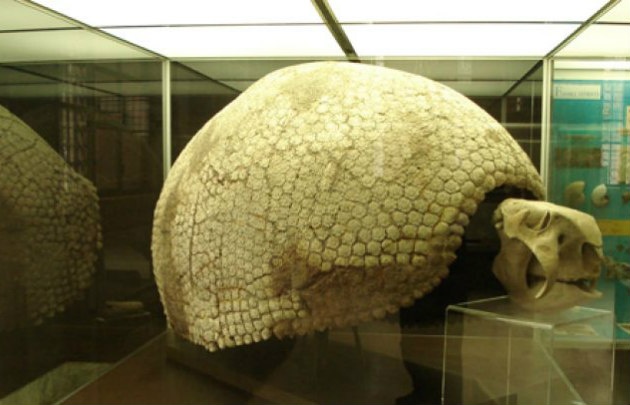 Así son los restos de un gliptodonte de millones de años (Foto ilustrativa)