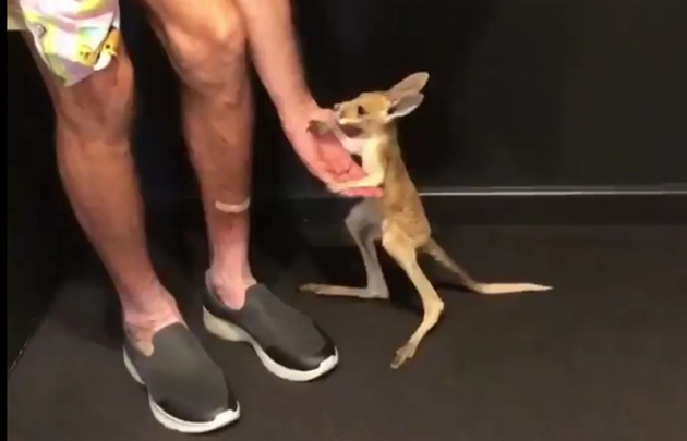 Enternece al mundo el canguro Bradley (Foto: captura de pantalla)