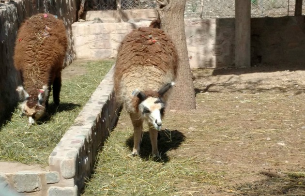 Las llamas de La Marcada.