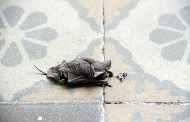 Murciélagos  muertos en el Colegio Carbó