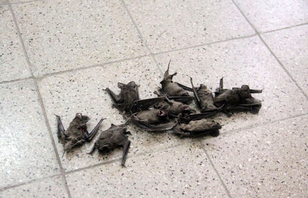 Murciélagos  muertos en el Colegio Carbó