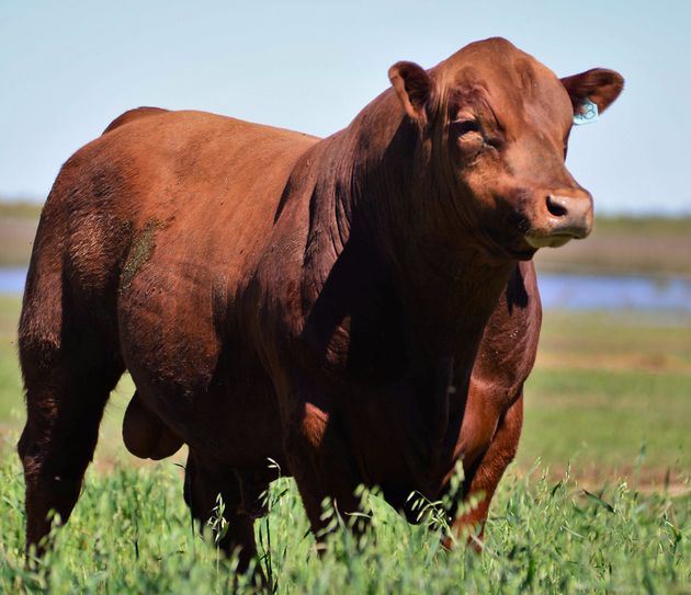 FOTO: “Son toros criados totalmente a campo”, dijo Fabián Otero