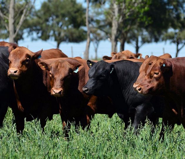 AUDIO: la venta de los toros se hará el 11 de octubre en la Sociedad rural de Rio Cuarto