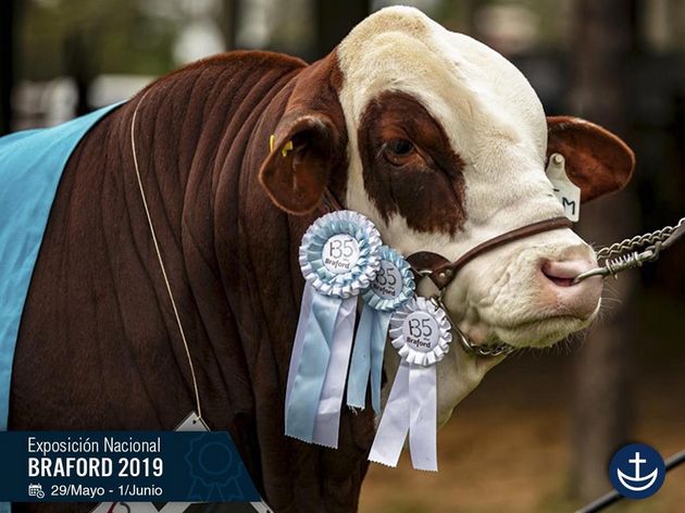 Éxitos en la Exposición Nacional Braford 2019