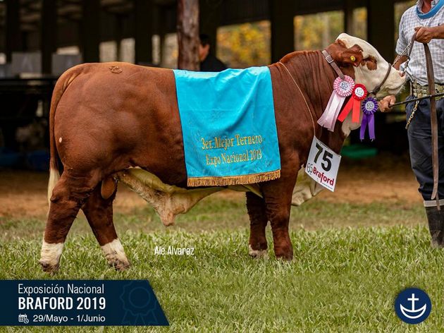 Premio Mejor Ternero - Exposición Nacional Braford 2019