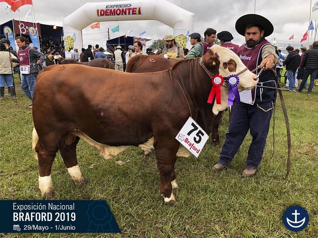 Exposición Nacional Braford 2019