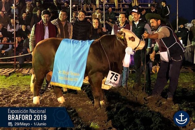Mejor Ternero - Exposición Nacional Braford 2019