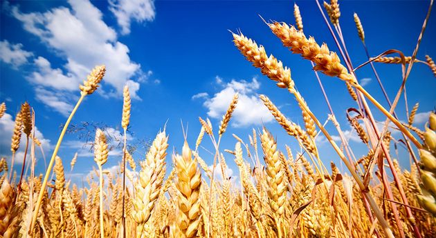 VIDEO: Gonzalo Agusto, habló sobre la situación del trigo en el marco de Trigar 2019