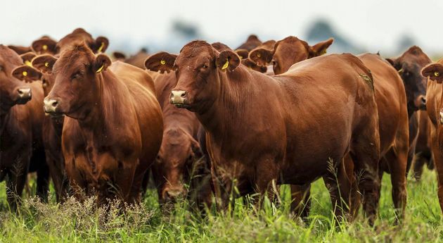 Nuestro mercado también hará un segundo remate en este mes