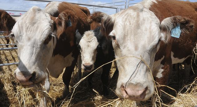 En total, se rematarán 16.555 cabezas