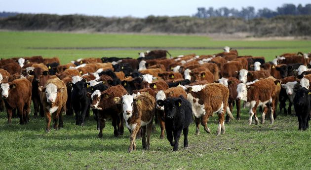 La subasta será mañana, miércoles a partir de las 13:30 hs