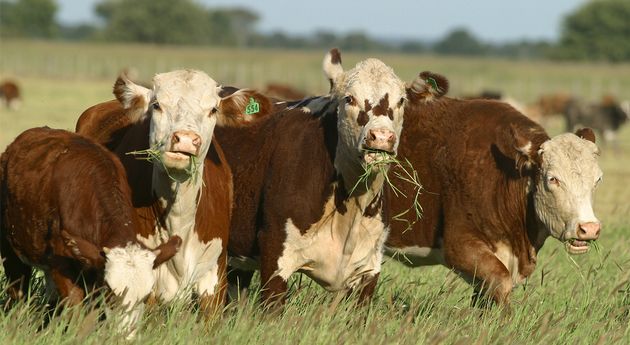 Semana de la ganadería en la Bolsa de Comercio de Rosario