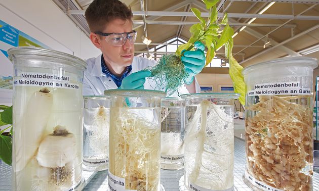 Invertirá 5.000 millones de euros en métodos adicionales para combatir malezas.