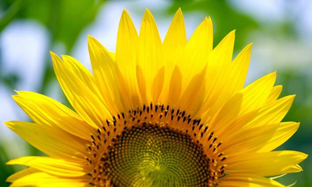 En 3 años, el girasol pasó de 1,2 millones de hectáreas a casi 2 millones.
