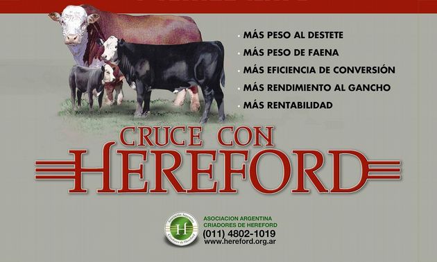 Hereford es la marca líder en Argentina de raza. Más de 500 socios con 300 planteles.