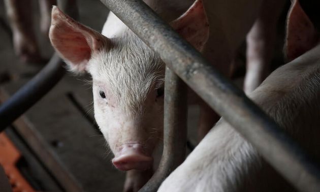 FOTO: 7 de cada 10 kilos de carne vacuna se exportan a China.
