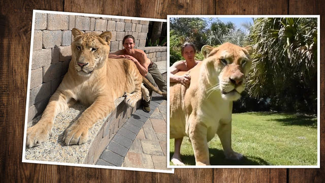 FOTO: El híbrido entre león y tigresa que asombra por su tamaño