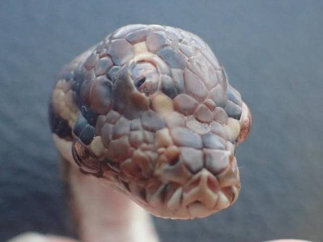 FOTO: Encuentran una serpiente de tres ojos en Australia