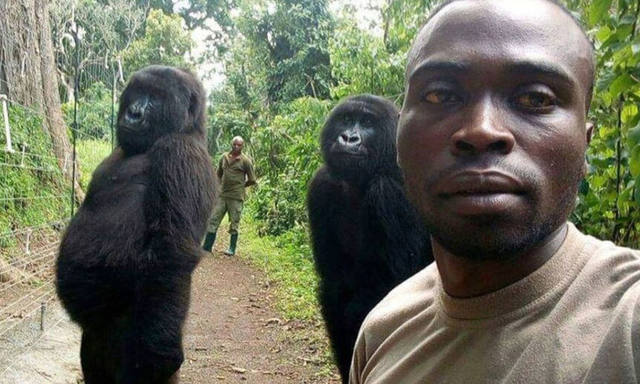 FOTO: La divertida selfie de dos gorilas junto a sus cuidadores