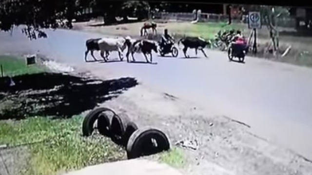 La increíble patada voladora de una vaca a una motociclista