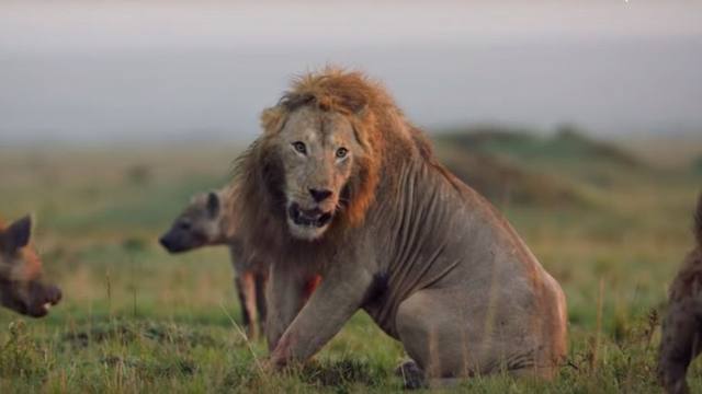 FOTO: Video: la magnífica escena de un león acorralado por hienas