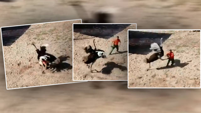 FOTO: Video: violento ataque de un avestruz en celo a su cuidador