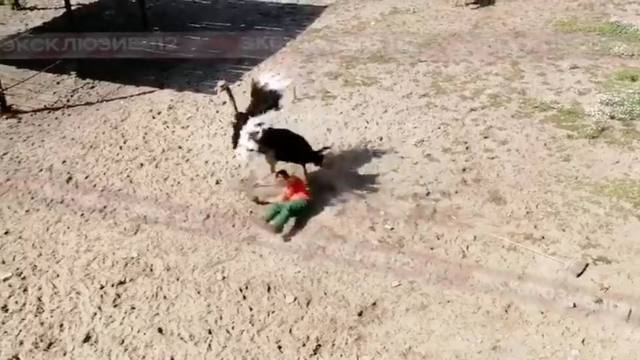 Video: violento ataque de un avestruz en celo a su cuidador
