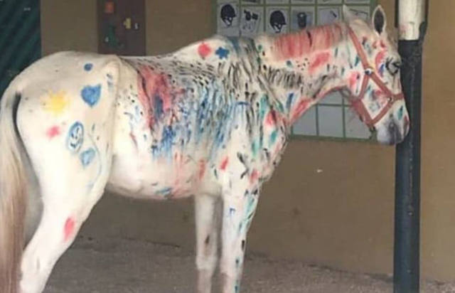 FOTO: Alumnos pintaron un caballo y causó indignación en las redes