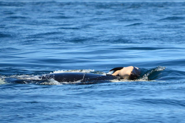 Una orca cargó tres días a su cría muerta en el océano