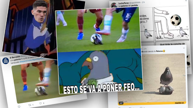 Una paloma fue protagonista y causó un revuelo de memes
